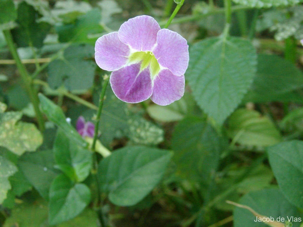 Asystasia gangetica (L.) T.Anderson